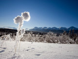 Hoar Frost Covered Grasses in the Yukon