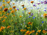 Wildflowers in a Field