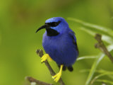 Male Purple Honeycreeper Perched on a Branch
