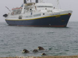 Atlantic Walrus Swimming Near Ng Endeavour Tourist Ship