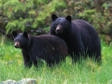 Black Bear and Her Cub in a Grassy Meadow