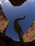 Fisheye Lens View of Sky and a Century Plant  Agave Utahensis