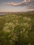 Grasses Growing in the Mono Lake Scenic Area Shot at Sunset