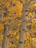 Quaking Aspen Trees in the Fall in Stanislaus National Forest
