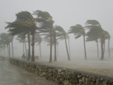 Palm Trees Blasted by Winds over 100 Mph During Hurricane Wilma