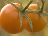 Close-up of Ripe Red Cherry Tomatoes