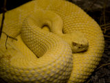 Captive Amazon Tree Boa Constrictor Tightly Coils