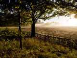 Sunlight and Mists Rising from a Farmer's Fields