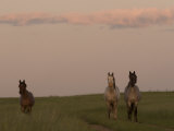 Horses Standing in the Plains at Sunset Near Medora  North Dakota