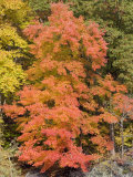 Leaves Change Color One Autumn Day