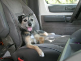 Mixed Terrier Relaxing in the Driver's Seat of Her Owner's Car