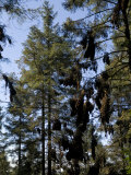 Monarch Butterflies Rest in Clusters in the Piedra Herrada Sanctuary