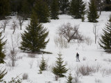 Nordic Skier on Cross Country Skis in the Wilderness of West Virginia