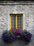 Flowers Bloom in a Window Box