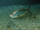 Tarpon  Megalops Atlanticus  Hunting for Prey Near Reef Silversides