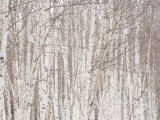 Glade of White Birch Trees in Daisetsuzan National Park
