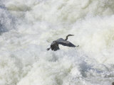 Great Blue Heron Flies over the White Water at Great Falls Park