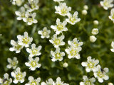 Alpine Wildflowers Along the Continental Divide