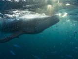 Fish Following a Whale Shark for Protection from Predators