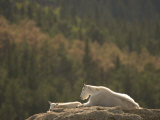 Two Mountain Goats Lying on Rock Formations in Custer State Park