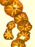 Dried Persimmon Slices Create an Interesting Pattern When Backlit
