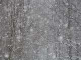 Scenic Snowfall on Trees at Dolly Sods  West Virginia