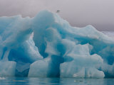 Kittiwake Flying over Iceberg  Svalbard  Norway