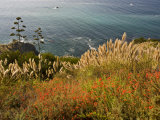 Flowers Overlook the Pacific Ocean in Big Sur  California