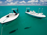Two Tropical Fish Swimming Just under the Water Near Anchored Boats