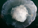Portrait of a Moon Jellyfish Swimming