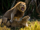 African Lions  Panthera Leo  Mating