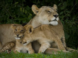 Lioness and Two Cubs Resting in the Shade