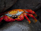 Sally Lightfoot Crab on a Rock in the Galapagos Islands
