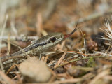 Northwestern Garter Snake Flicks its Tongue Out