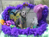 Mixed Terrier Posed Among Masks  Feathers  and Beads for Mardi Gras