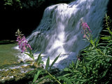 Fireweed and Ouzel Falls  Near Big Sky