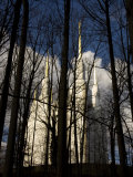 Washington Mormon Temple Rises Dreamlike Behind the Tree Line