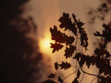 Silhouetted Oak Leaves at Sunset