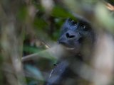Female Western Lowland Gorilla Eating Vegetation in a Thicket