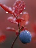 Close View of a Wild Berry Covered in Dew
