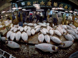 Tuna Caught in the Indian Ocean Await Buyers at Tsukiji Fish Market