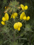 Flowers of Ononis Natrix  La Coquesigrue  or Large Yellow Restharrow