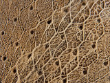 Close View of a Dried Cactus Leaf