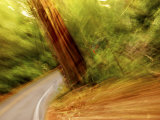 Blurred Motion Shot of a Road Running Through a Giant Redwood Forest