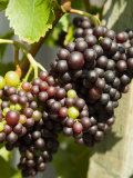 Grapes on the Vine in Monterey County