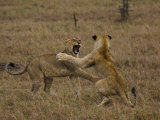 Sub Adult African Lions Fighting