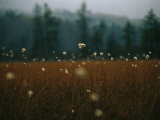 Browned Autumn Field of Cotton Grass with White Puff Seedheads