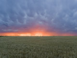 Colorful Sunset Illuminates the Sky over a Wheat Field in Colorado