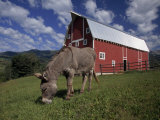 Donkey Grazing Near a Large Red Barn