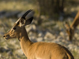 Springbok  Antidorcas Marsupialis  at Etosha National Park